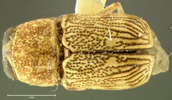 Media type: image; Entomology 8766   Aspect: habitus dorsal view